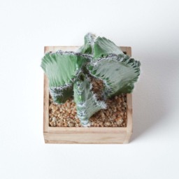Homescapes Artificial Cactus Plant In Wooden Pot, 33 cm Tall - Green - thumbnail 4