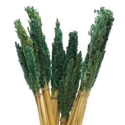 Vibrant Cantal Grass Bunch Sustainable Dried Floral Decor - Teal - thumbnail 3