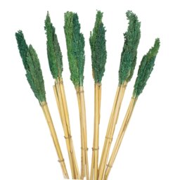 Vibrant Cantal Grass Bunch Sustainable Dried Floral Decor - Teal - thumbnail 5