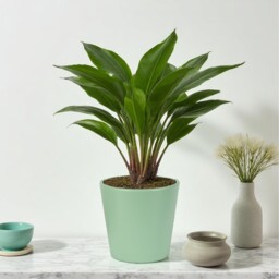 Ceramic Indoor Matt Sage Green Plant Pot - 12cm - thumbnail 4