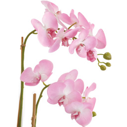 Artificial Double Phalaenopsis Orchid Plant in Glass Vase - Pink - thumbnail 3