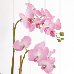 Artificial Double Phalaenopsis Orchid Plant in Glass Vase - Pink - thumbnail 2