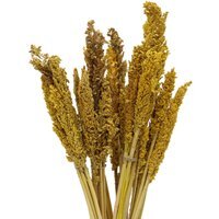 Vibrant Cantal Grass Bunch - Yellow - thumbnail 1
