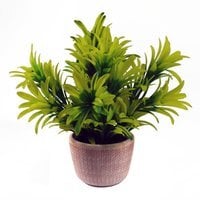 Foliage Honey Plant Light Green in Terracotta Pot - Yellow
