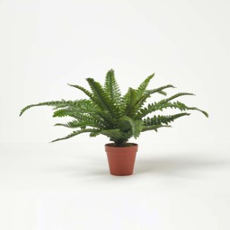 Homescapes Boston Fern in Pot, 45 cm Tall - Green - thumbnail 4