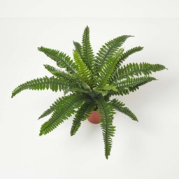 Homescapes Boston Fern in Pot, 45 cm Tall - Green - thumbnail 5