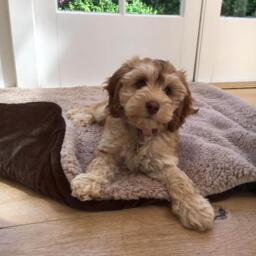 Pet Sherpa Fleece Throw - Brown / 110cm - thumbnail 4