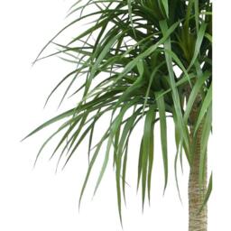 Leaf Design UK Artificial Yukka Tropical House Plant - 180cm Dracaena Tree / 180cm / 60cm - thumbnail 2