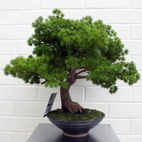 Artificial Luxury Pine Bonsai Tree - Pine Bonsai
