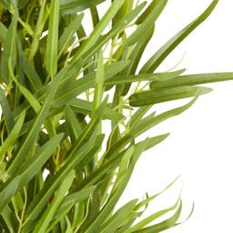 Faux Bamboo Tree in Pot - thumbnail 3