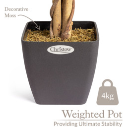 Artificial Ficus Tree in Pot - Green / 150cm / Variegated - thumbnail 2