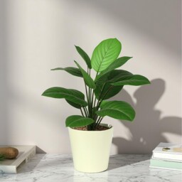 Ceramic Matt Cream Indoor Plant Pot - 15cm - thumbnail 3
