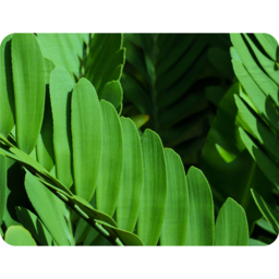Natural Dark Green Leaves, Long Slender Green Leaves Blanket - Green - thumbnail 2
