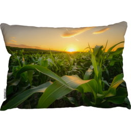 Young Green Corn Growing On The Field At Sunset Cushion Cushion - Green - thumbnail 2