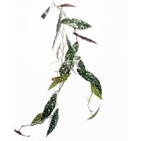 Artificial Hanging Trailing Begonia Maculata Spotted Plant - Green