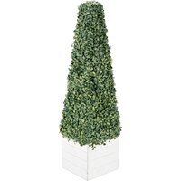 Boxwood Pyramid on Wood Pot - White