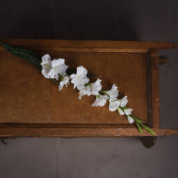 Gladioli Stems Height and Charm in Artificial Blooms - White - thumbnail 4