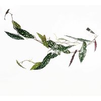 Leaf Artificial Trailing Hanging Begonia Maculata Spotted Plant Realistic - Green