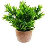 Foliage Honey Plant Dark Green in Terracotta Pot - Green