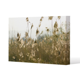 plumes Slimbridge Canvas Print - Yellow / 101cm / 127cm - thumbnail 2