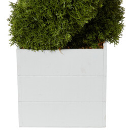 Cypress Spiral Tree - Green - thumbnail 3