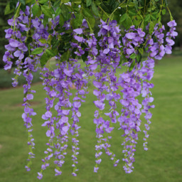 Set of 12 Hanging Artificial Wisteria Vines - Blue-Purple - thumbnail 2