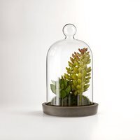 Fiori Small Succulent Dome with Cement Base - Multi colour