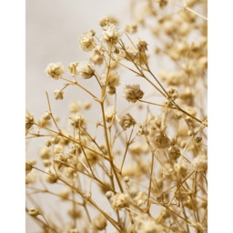 The White Company 65cm Dried Gypsophila Wreath, Natural, Size: One Size - thumbnail 2