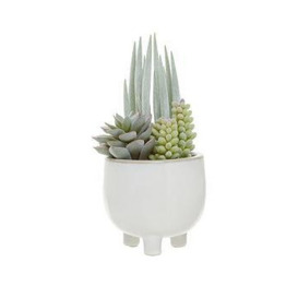 Premier Housewares Fiori Mixed Succulents In White Pot