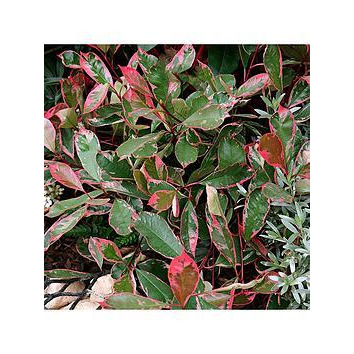 Photinia X Fraseri Louise Tree (12L, 5 - 6Ft) by Very | uFurnish.com
