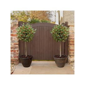 Pair Of Real Holly Tree Standards In Berry With 2 Gold Deco Planters