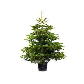 4Ft - Pot Grown Nordmann Fir Christmas Tree