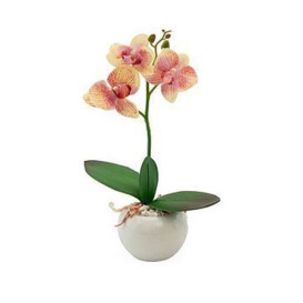 Very Home 28Cm Orchid With Ceramic Pot Cream