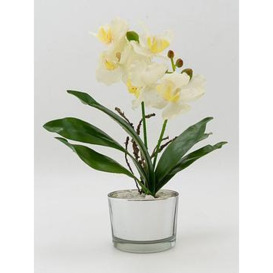 Very Home 26Cm Orchid With Glass Pot Cream & Silver
