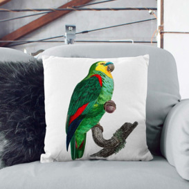A Turquoise-Fronted Amazon Parrot by F. Levaillant Cushion with Filling