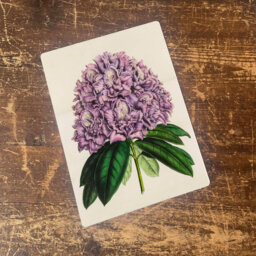 Big Leaf Hydrangea Metal Wall Décor