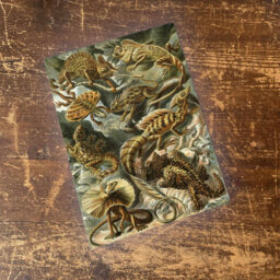Ernst Haeckel Lizard Metal Wall Décor