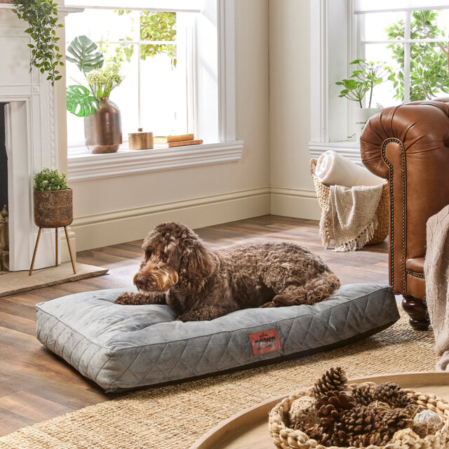 Slumberdown Paws for Slumber Raised Padded Dog Bed â Comfortable, Supportive & Durable Pet Bed for All Breeds