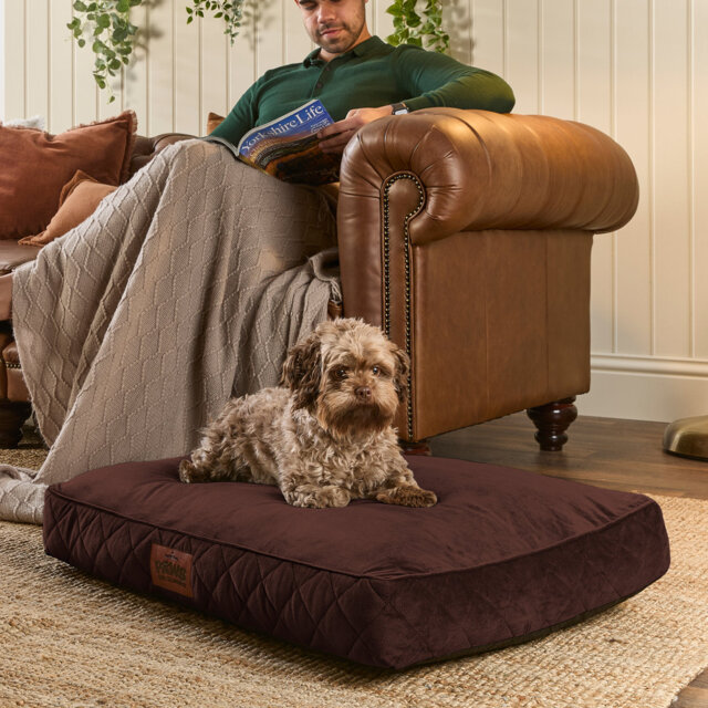Slumberdown Paws for Slumber Raised Padded Dog Bed – Comfortable, Supportive & Durable Pet Bed for All Breeds