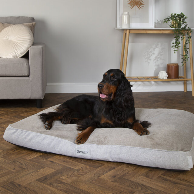 Scruffs Harvard Orthopedic Dog Bed - For Ultra Support & Comfort