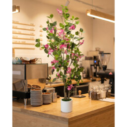 Plant
