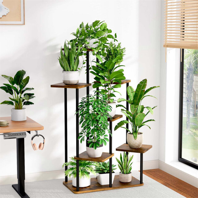 pothos pearls and jade LIVE 4 Inch Potted Plants Set
