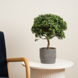 45cm Faux Mini Topiary Plant in Cement Pot