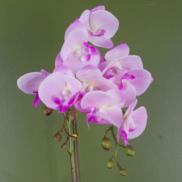 Plastic, Silk Artificial Arrangement in Pot