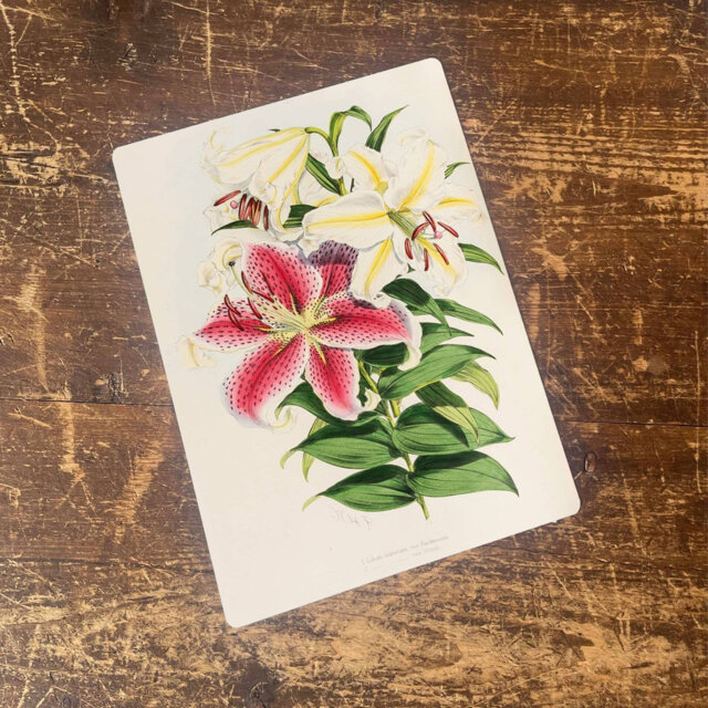 A Monograph of the Genus Lilium Flowers Wall Décor