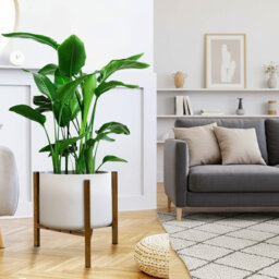 Plant Stand