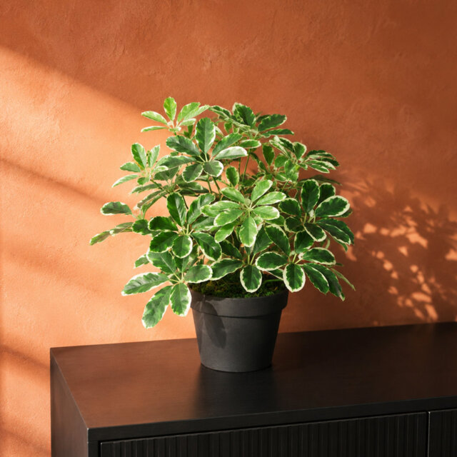 55cm Faux Plant in Pot Liner