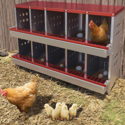 Chicken Coop with Nesting Box For Up To 10 Chickens