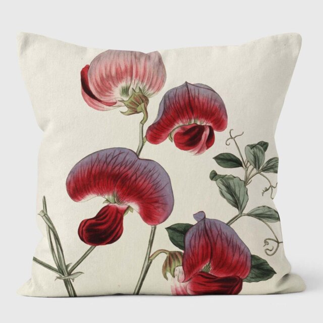 Perennial Sweetpea - Botanical Cushion