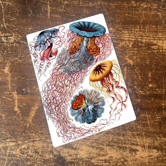 Ernst Haeckel Jelly Fish Sea Wall DÃ©cor